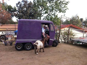 Cushman purple version with Bosse and our goat Rudy =D